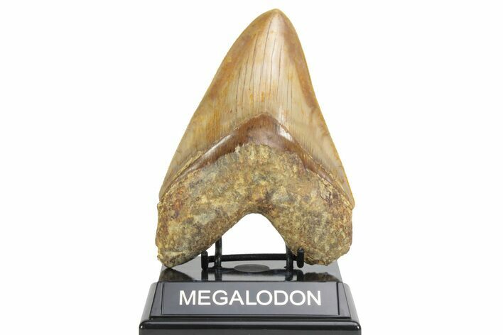 Fossil Megalodon Tooth - Killer Indonesian Meg #226235